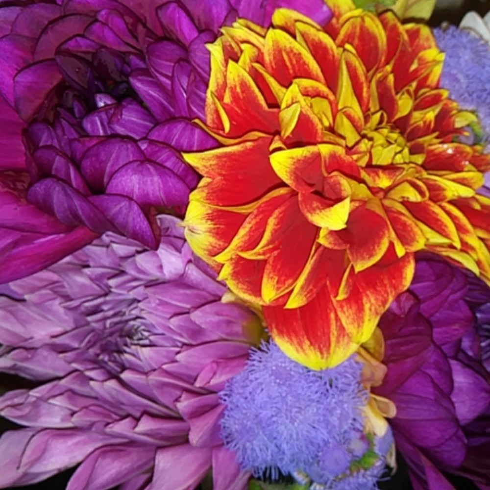 Meet your Posher, Cherryberry